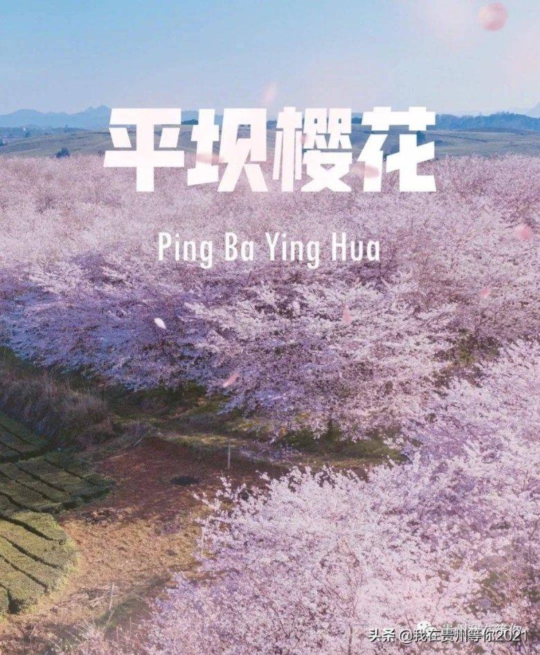 昆明动物园猫咪体检结果公布,最大问题是心理问题